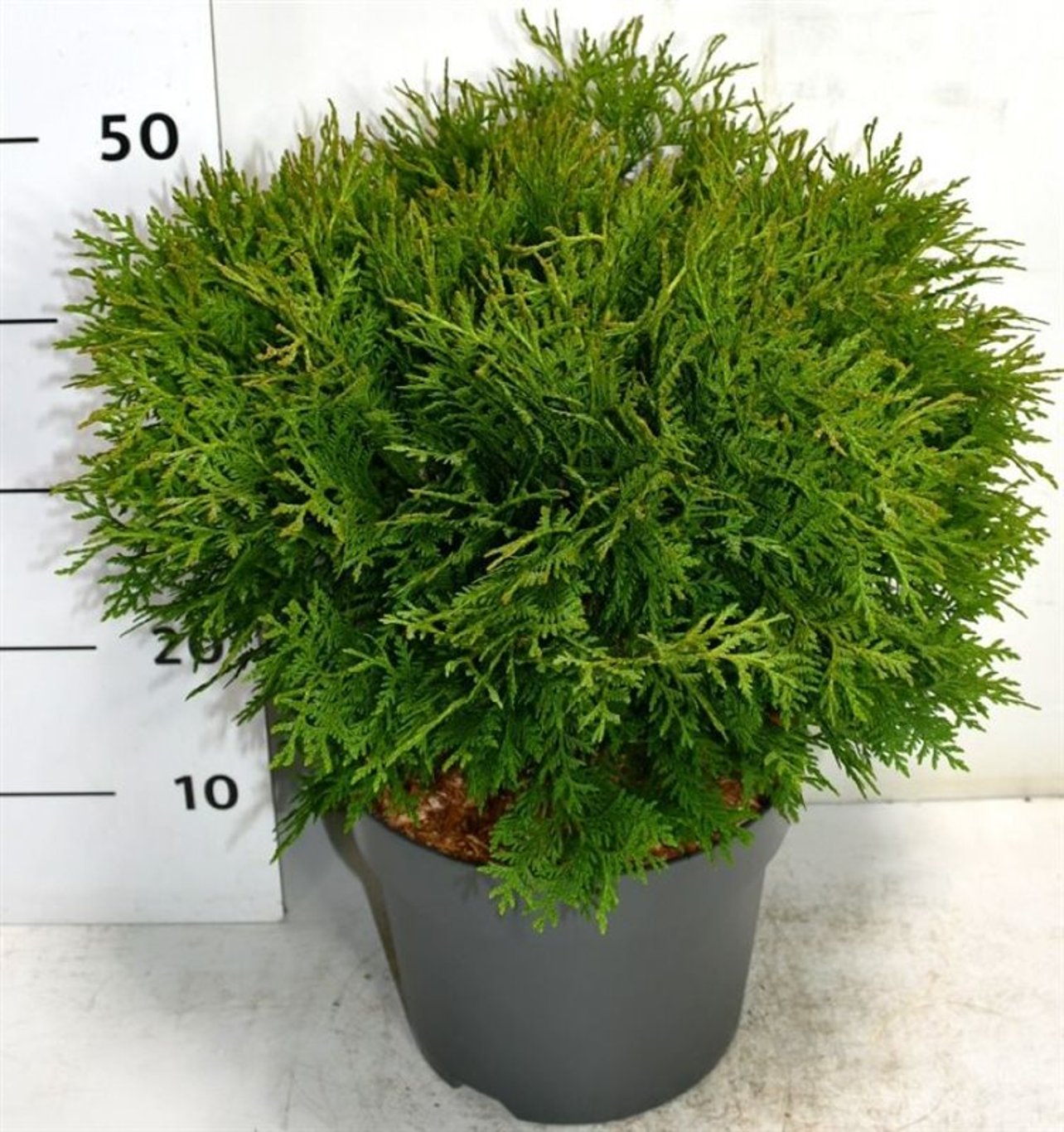 Thuja occ. 'Woodwardii' - C7.5 30-40 CM